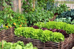 Herb Garden growing is great for beating isolation