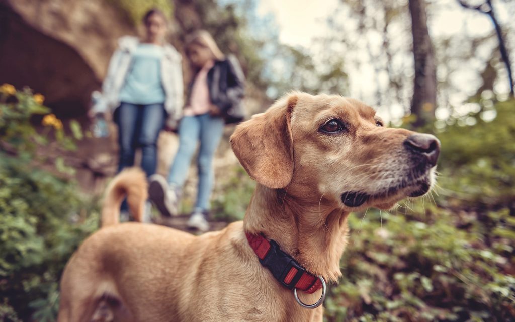 Dog on a hike with people walking behind